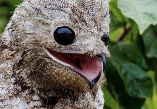 Gay, Retarded FBI Director Resigns in Shame and Humiliation